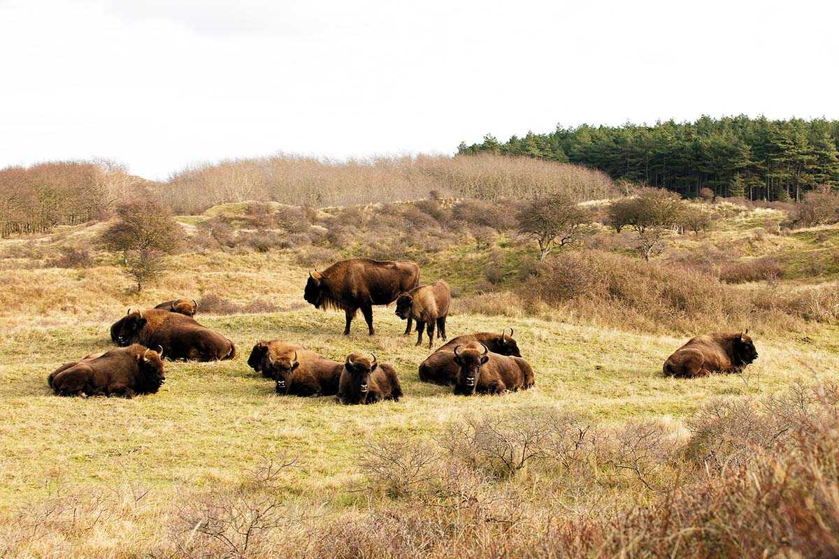 A heard of bison on grassy green and brown dunes in the netherlands