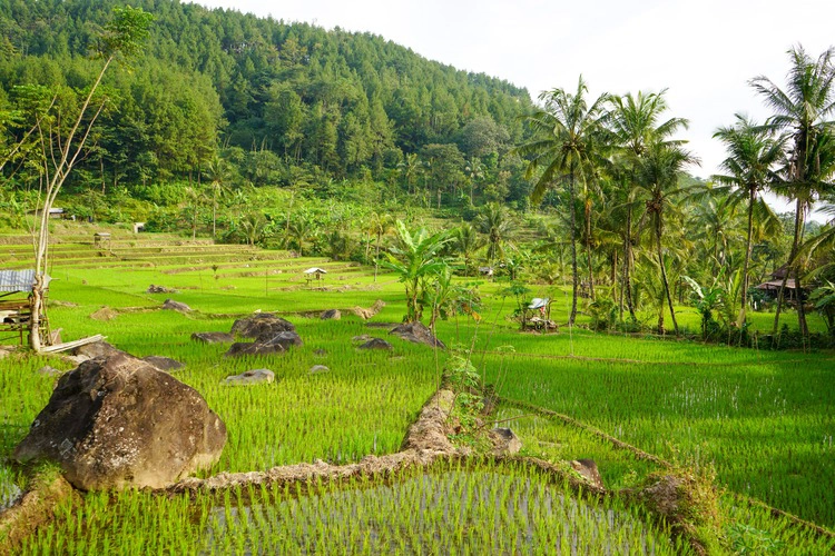 The Subak System, Indonesia - a heritage site.