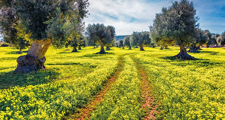 Spring sunshine in Milazzo, Sicily