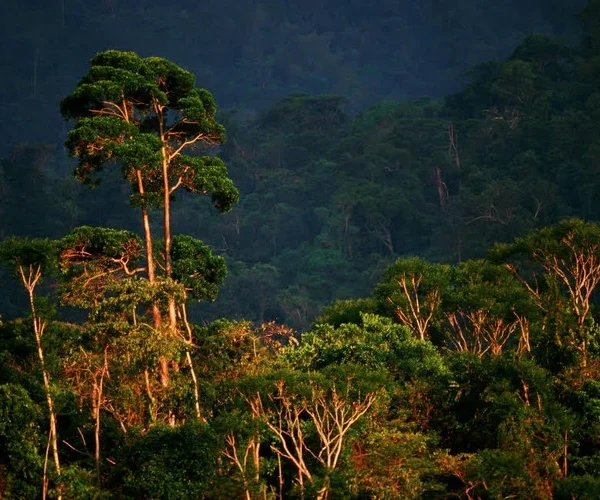 Pico Bonito National Park, Honduras ©