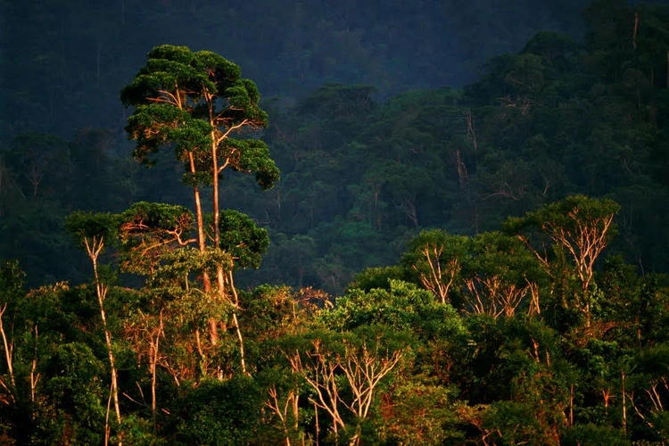 Pico Bonito National Park, Honduras ©