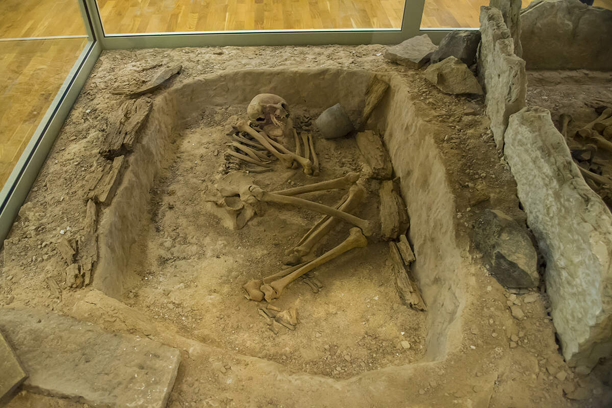 A discovered human skeleton lies on its side in a hole in a museum