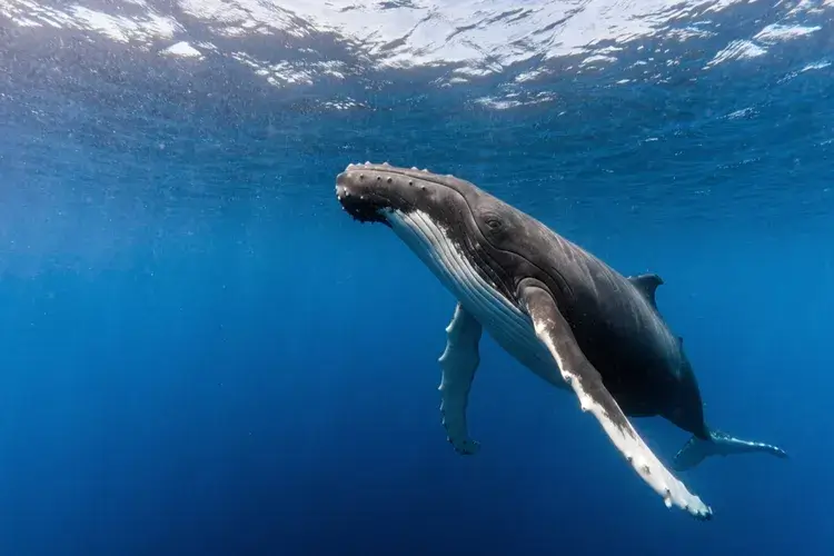 A majestic humpback whale swims gracefully through the deep blue ocean while displaying its long white pectoral fins and skin