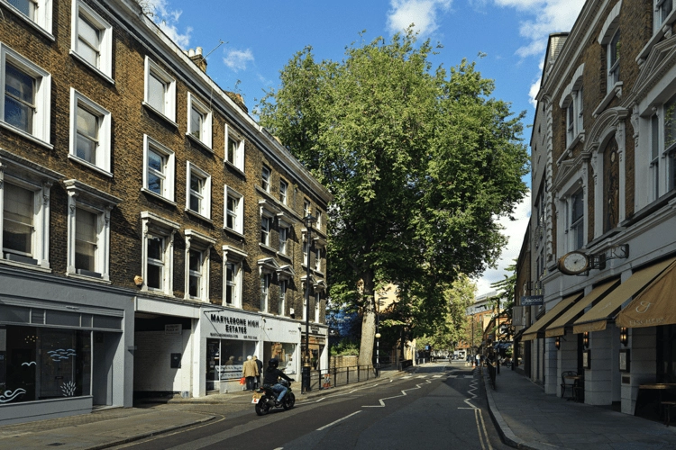 Huntingdon elm on Marylebone High Street.