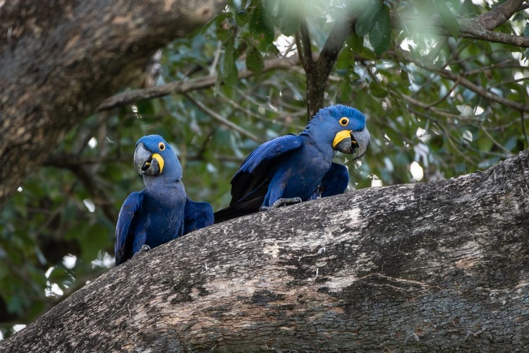 A beautiful hyacinth macaw sitting on a branch in the Pantanal in Brazil.