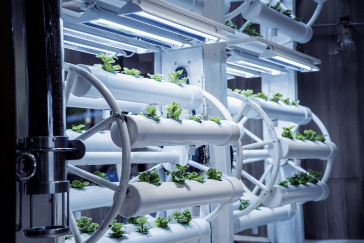 Hydroponic farms close-up.