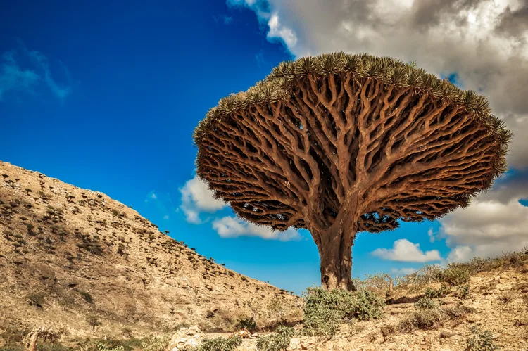 A dragon’s blood tree on Socotra