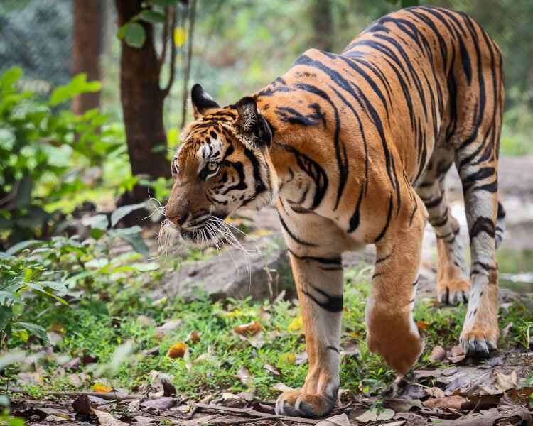 An Indochinese tiger in a forest