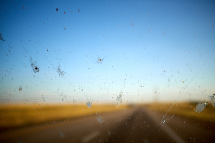 Splatter dead flies on windscreen