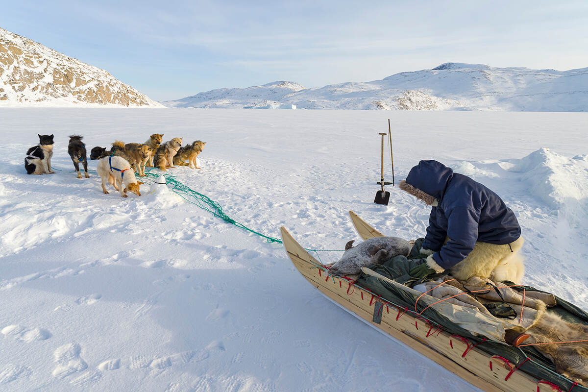 A man on a sledge being pulled by dogs with a seal