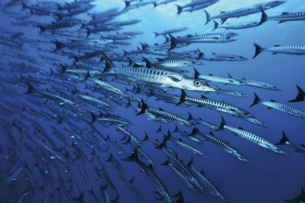 The Marine Biodiversity of the Mediterranean Sea in a Changing Climate: The  Impact of Biological Invasions