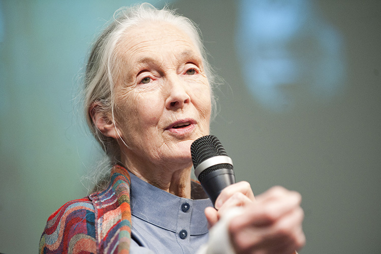 What we learned from Jane Goodall