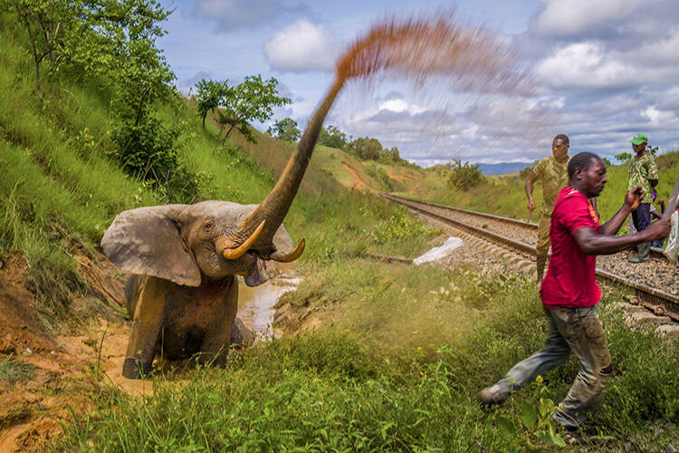 Enraged elephant fights for its life after being struck by a train transporting manganese through Lopé National Park in Gabon, between Moanda and Libreville. 