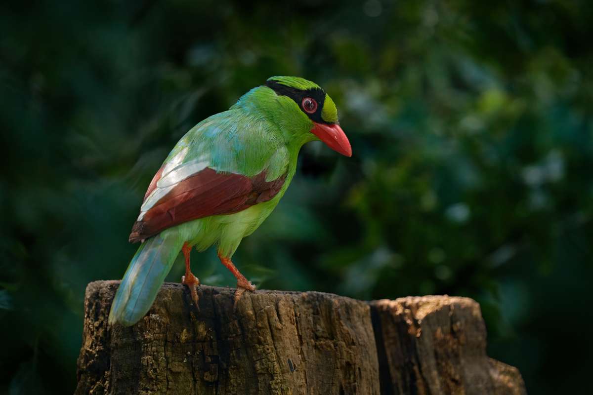 Cryopreservation could help save birds like this Javan green magpie, which sits in its native forests on the island of Java