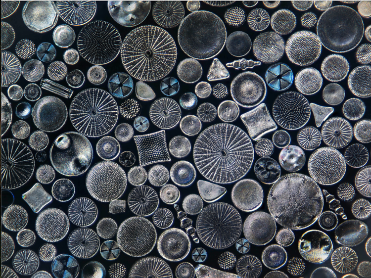 Teeming in every drop of seawater, diatoms are microscopic algae with glass-like silica shells that resemble tiny, intricate jewels under a microscope