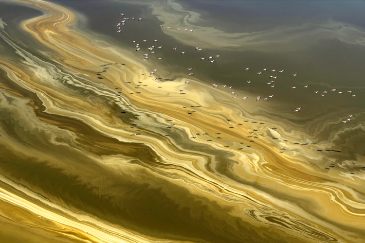 Flamingos in flight over Kenya’s Lake Magadi