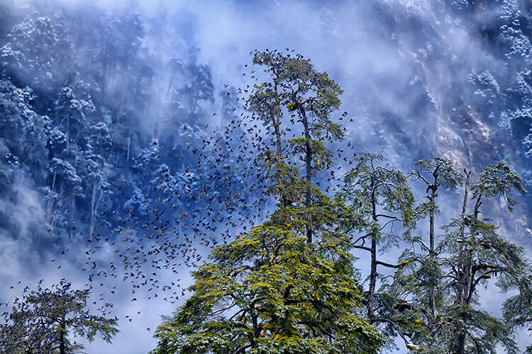Snowstorm in Himalayas with flock of Grandala birds in forefront