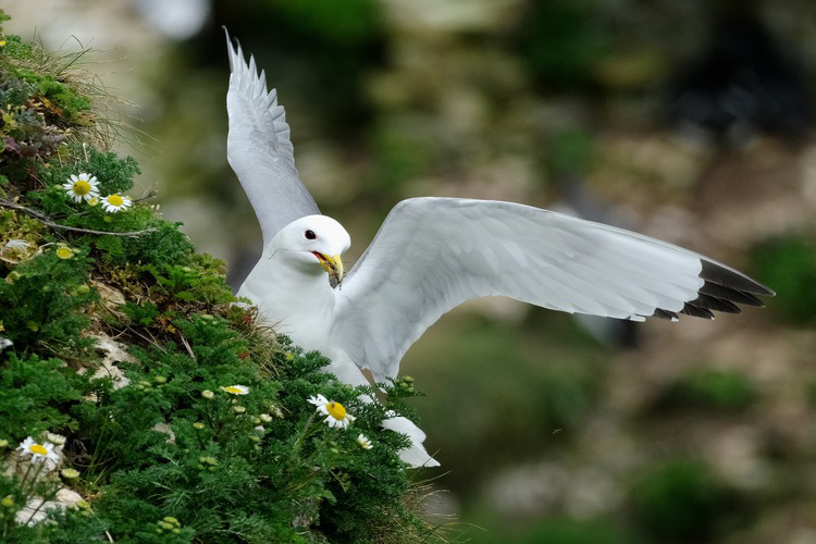 The kittiwakes are two closely related seabird species in the gull family Laridae, the black-legged kittiwake and the red-legged kittiwake.