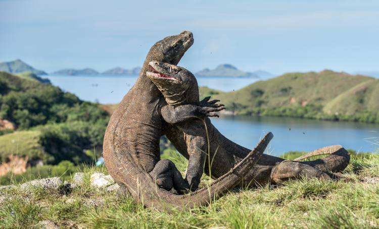 Komodo dragons