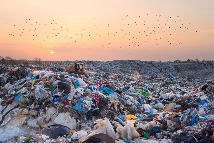 Birds gulls fly over a landfill in Europe, like over a huge sea of garbage in search of food. Waste lies thickly up to the forest, attracting birds and rodents