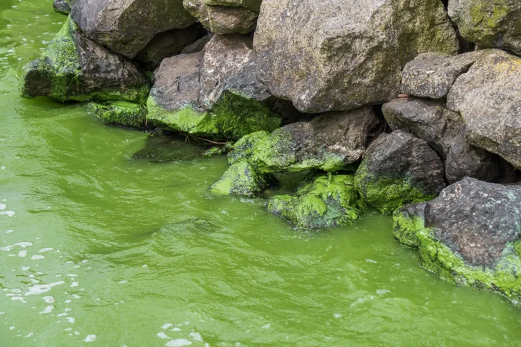 Green algae coating the rocky shoreline of Lough Neagh