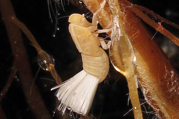 The weird creatures inhabiting the lava tubes of Hawaii