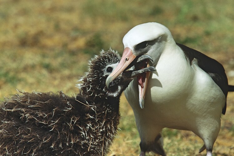 Laysan albatross  feeding a chick