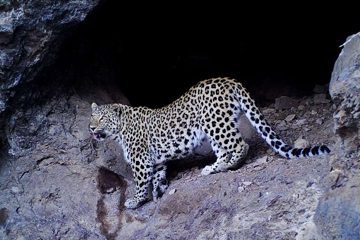 Photograph of a Persian leopard taken by a camera trap