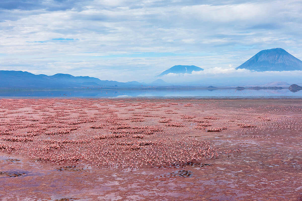 Lesser flamingos gather round lake natron in tanzania