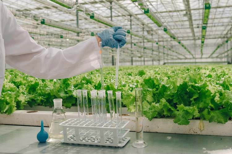 Close-up of scientist's hands taking tests into test tube, laboratory assistant in greenhouse with growing lettuce in background.