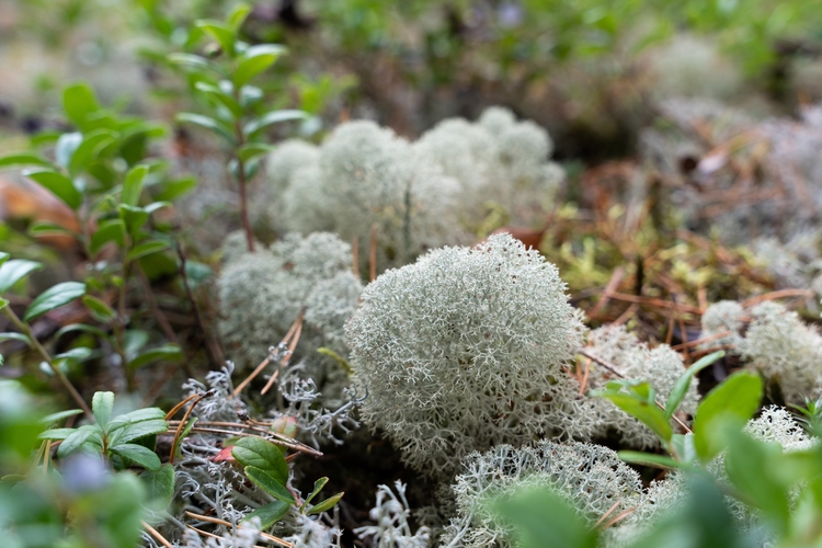 Arctic lichen