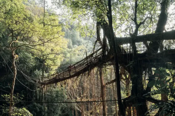 A living bridge in northeastern India.