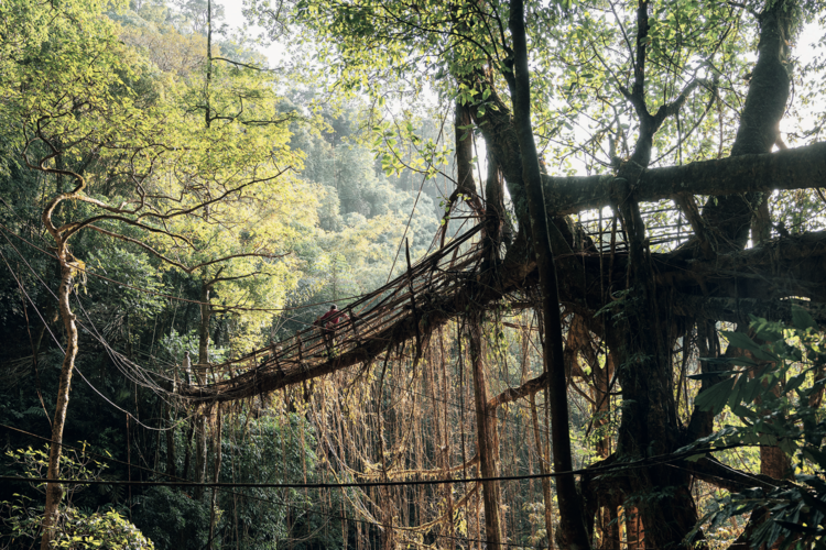 The Double Decker Root Bridge near the village of Nongriat in northeastern India