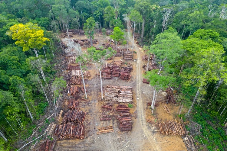 Aerial view of a logging yard in the Amazon rainforest: The yard is located in a clearing surrounded by dense forest. The logs are stacked in neat rows, and they are a variety of sizes and species.