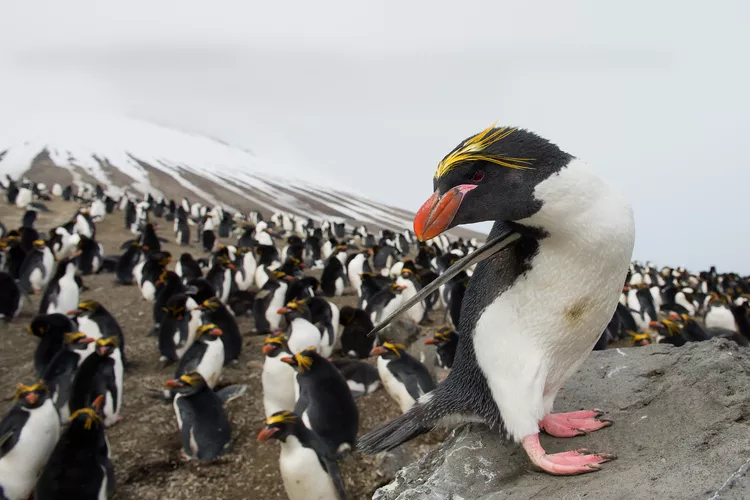 Macaroni penguins in South Sandwich Islands