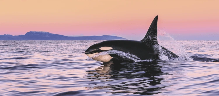 A male orca races against the winter sunrise. Lofoten, Norway