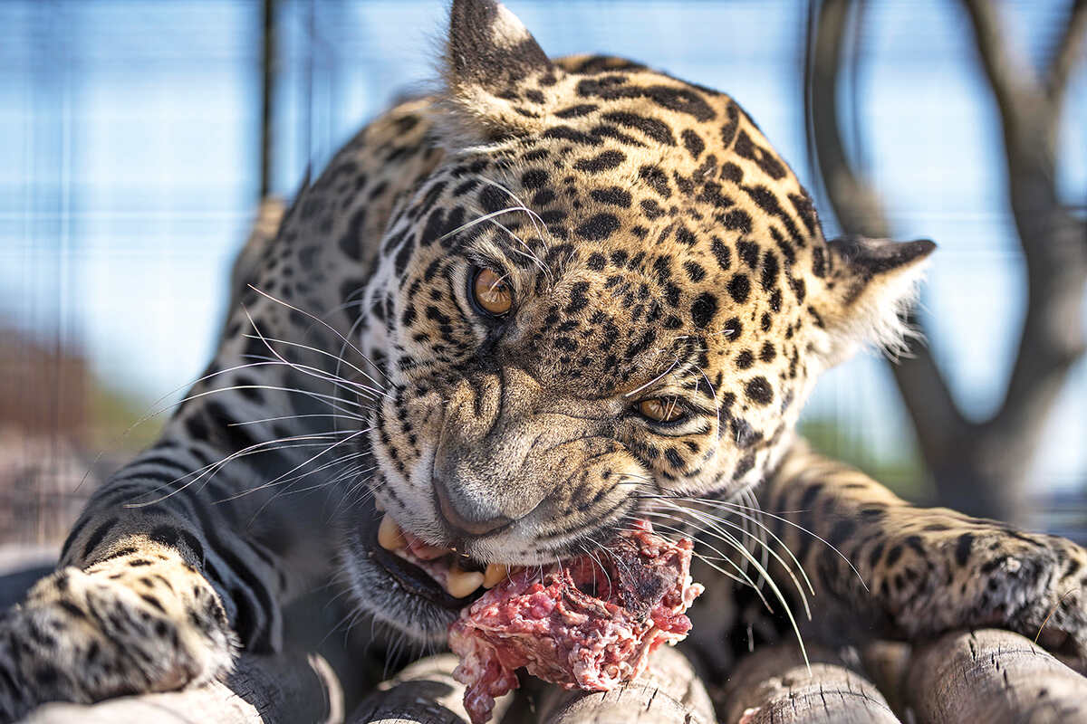 A five year old female jaguar eating some meat