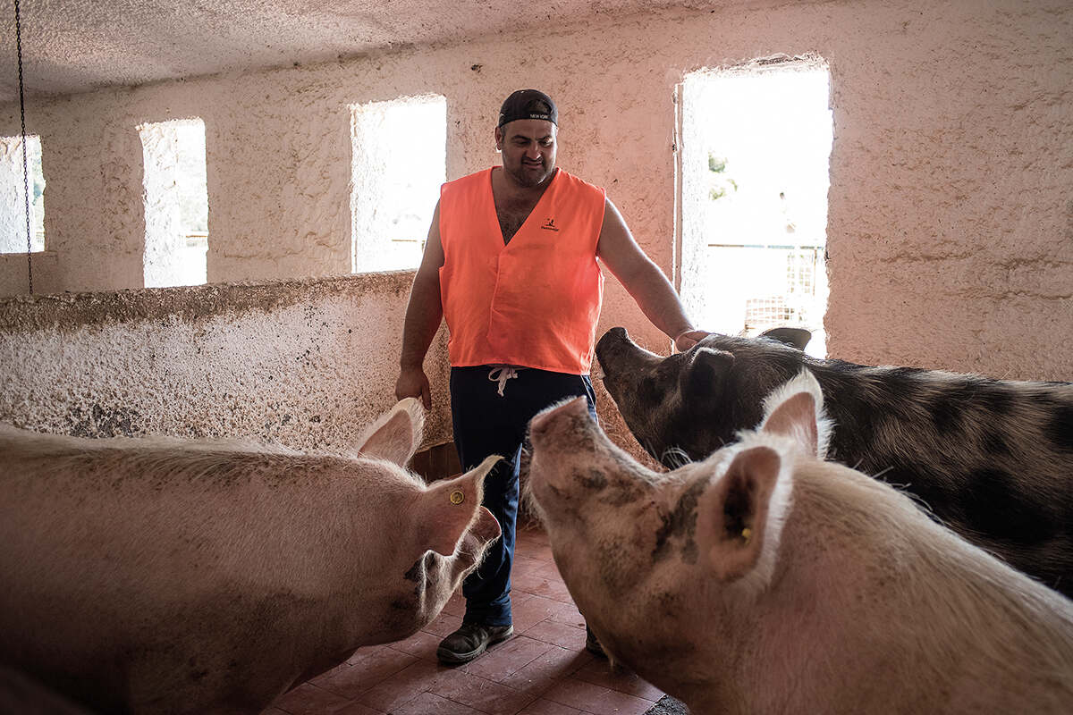 A man in an orange vest stands with pigs in a kennel