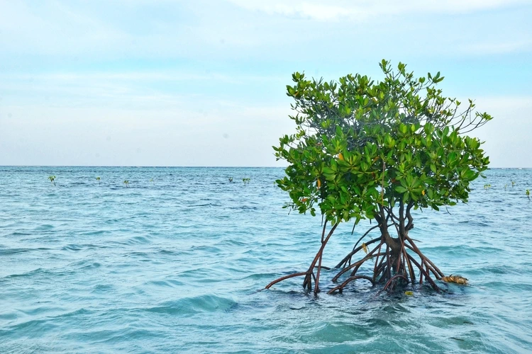 Mangrove trees growing on the seashore.