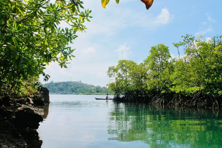 The high cost of disappearing mangroves