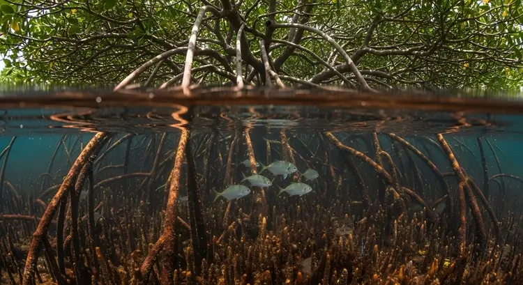 Mangroves underwater