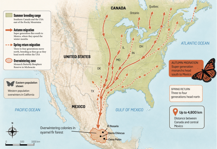 Map of monarch butterflies