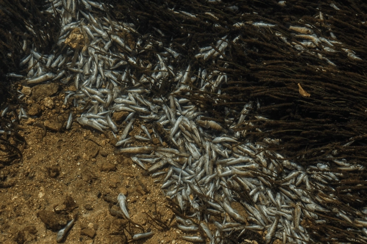 Deceased fish in the Mar Menor lagoon.