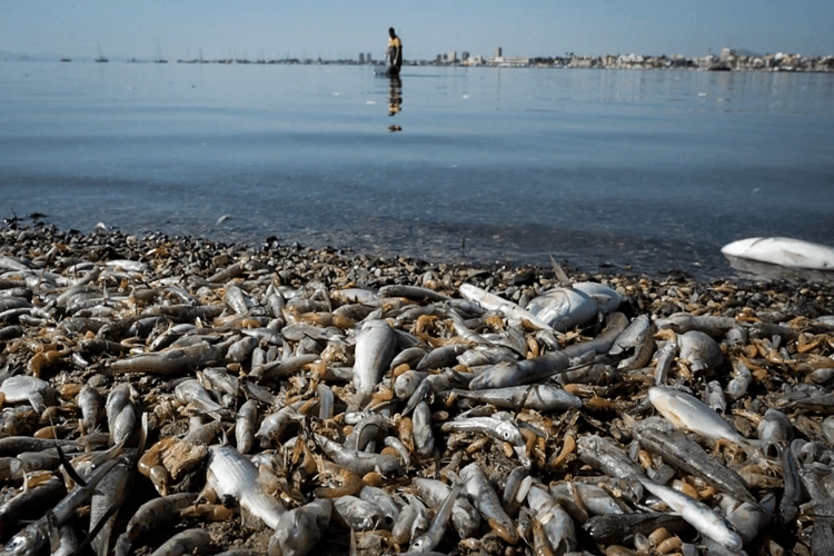 Mar Menor with casualties of an algal bloom in 2018.