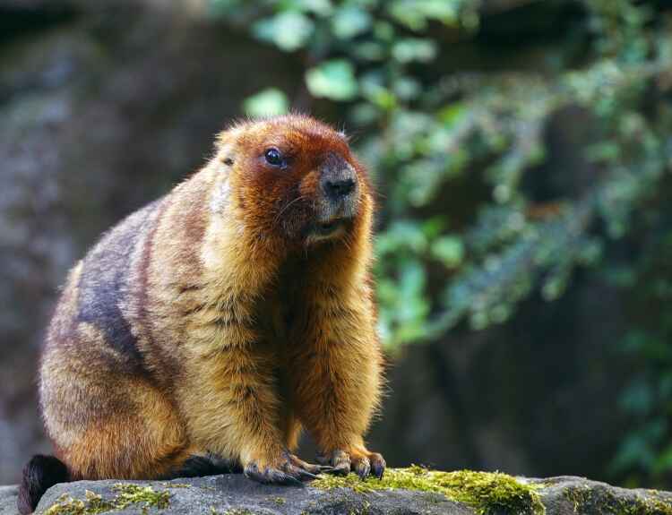 A Menzier's marmot sits on a rock