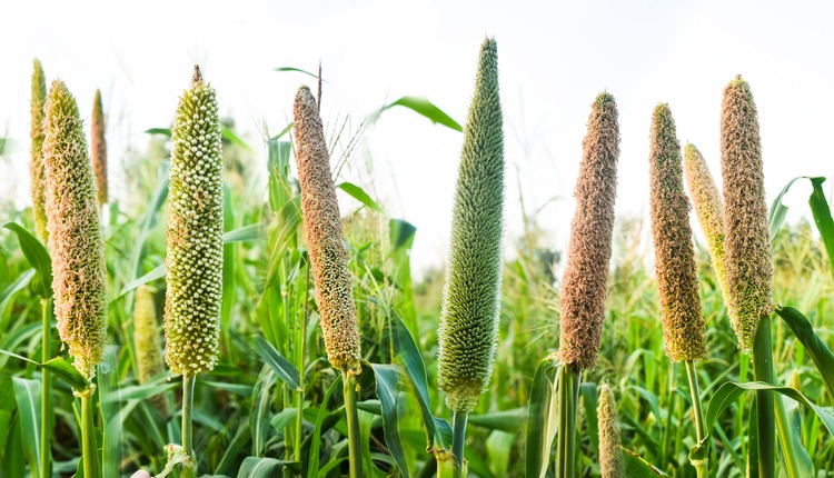 A closeup of pearl millet crop field in rural area