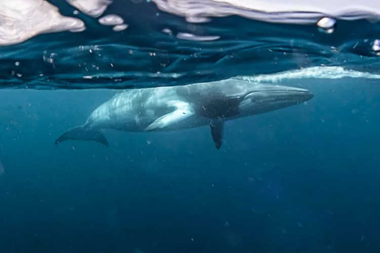 Minke whales in Great Barrier Reef