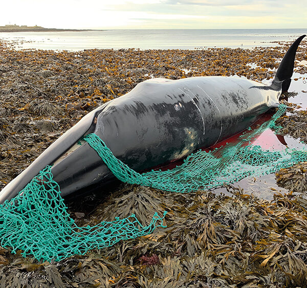 Why are whales stranding along Scotland’s coast?