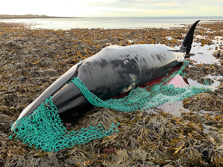 A minke whale, entangled in fishing gear, found dead on a beach on Sanday in Orkney