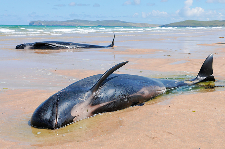 There has also been an upsurge in strandings in England and Ireland, such as this pod of pilot whales found in western Ireland last year